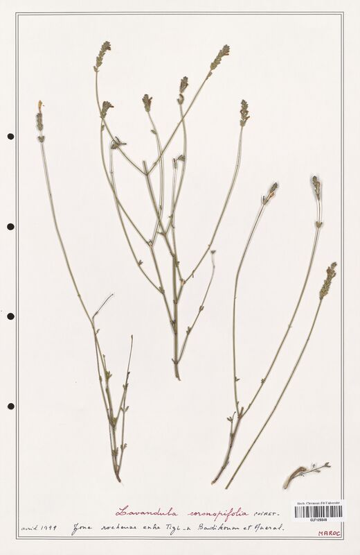 Lavandula coronopifolia  (Lamiaceae)