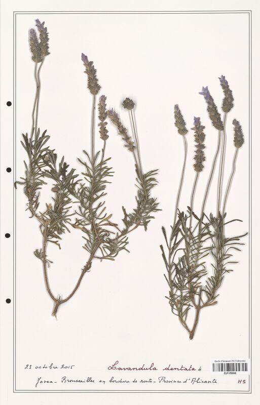 Lavandula dentata  (Lamiaceae)