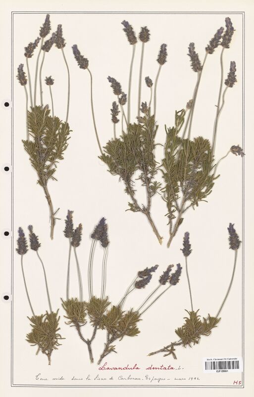 Lavandula dentata  (Lamiaceae)