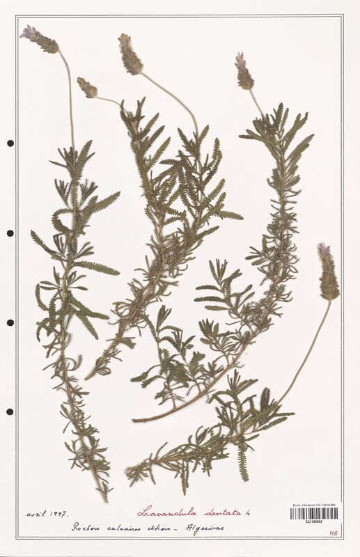 Lavandula dentata  (Lamiaceae)