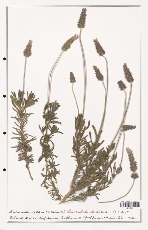 Lavandula dentata  (Lamiaceae)