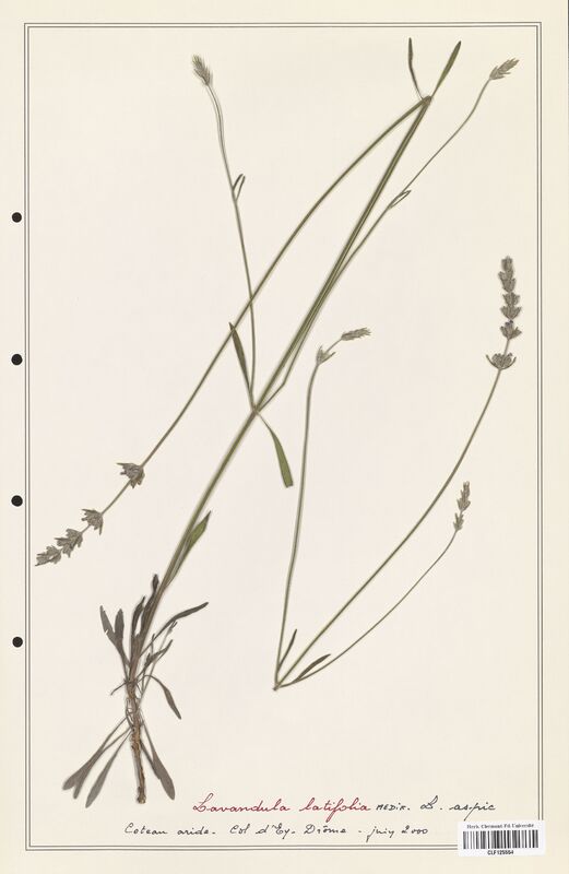 Lavandula latifolia  (Lamiaceae)