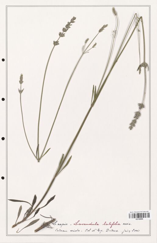 Lavandula latifolia  (Lamiaceae)