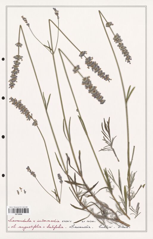 Lavandula x intermedia  (Lamiaceae)