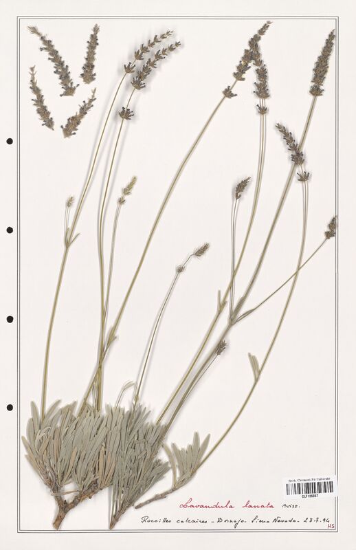 Lavandula lanata  (Lamiaceae)