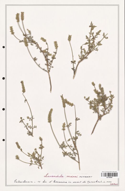 Lavandula mairei  (Lamiaceae)