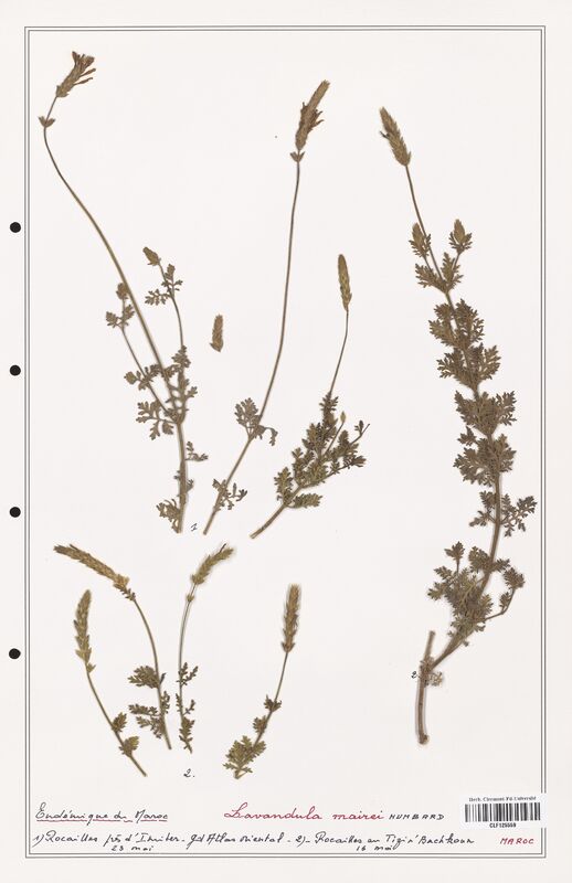 Lavandula mairei  (Lamiaceae)