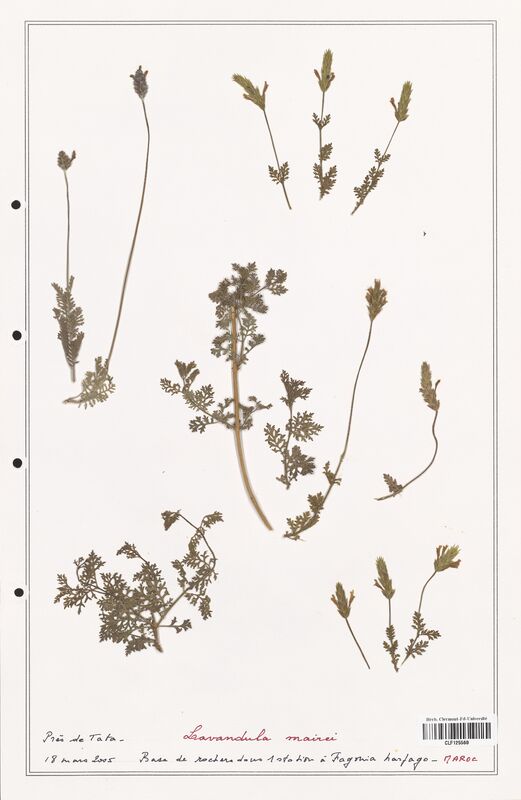 Lavandula mairei  (Lamiaceae)