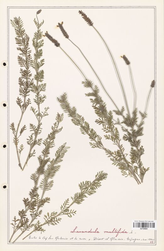 Lavandula multifida  (Lamiaceae)