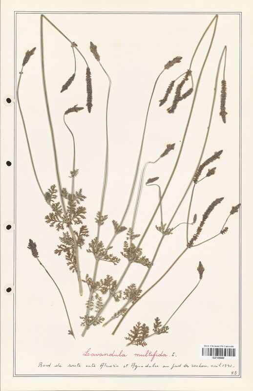 Lavandula multifida  (Lamiaceae)