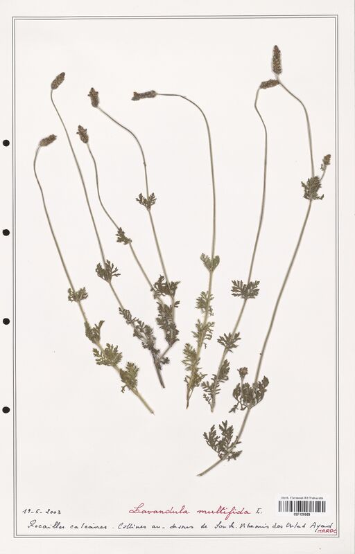 Lavandula multifida  (Lamiaceae)