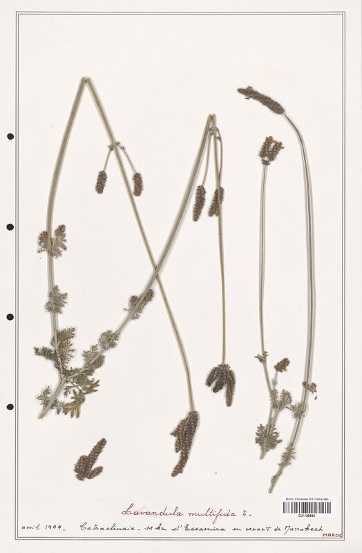 Lavandula multifida  (Lamiaceae)