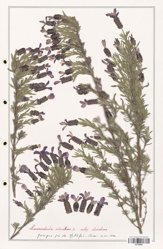 Lavandula stoechas  (Lamiaceae)
