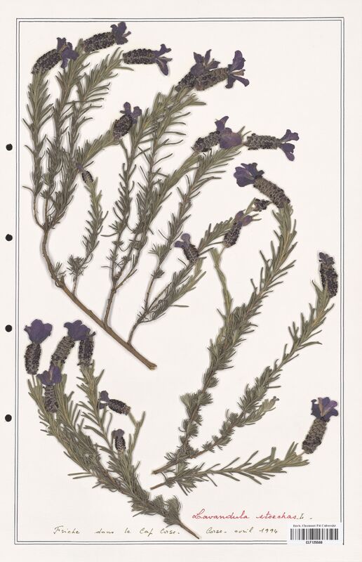 Lavandula stoechas  (Lamiaceae)