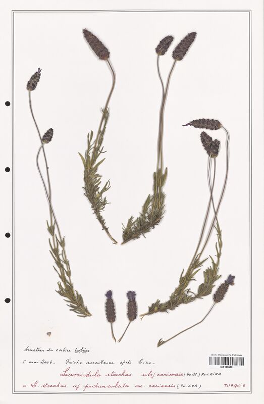 Lavandula stoechas  (Lamiaceae)