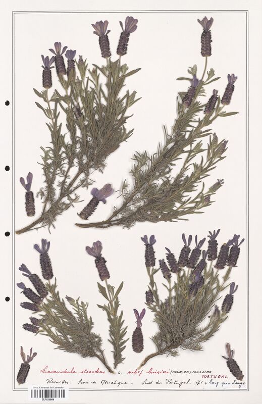 Lavandula stoechas  (Lamiaceae)