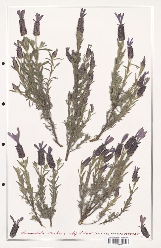 Lavandula stoechas  (Lamiaceae)