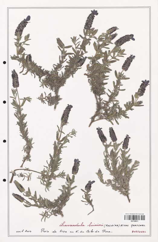 Lavandula luisieri  (Lamiaceae)