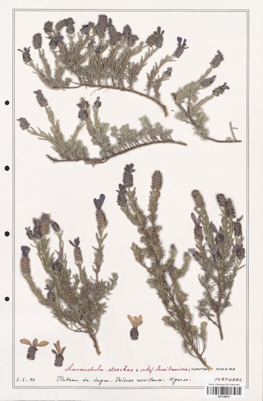 Lavandula stoechas  (Lamiaceae)