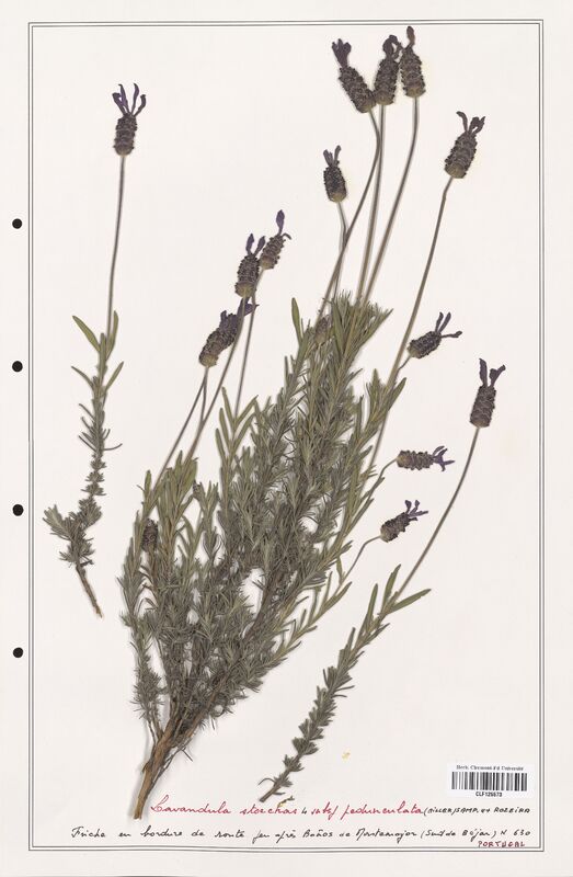 Lavandula stoechas  (Lamiaceae)