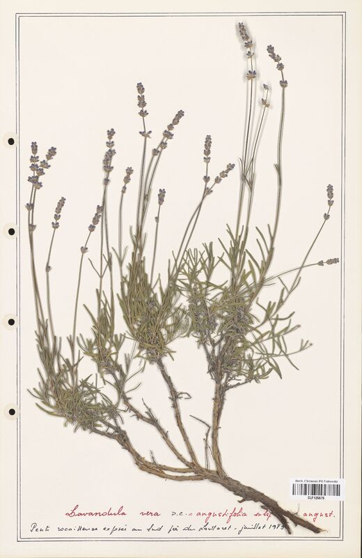 Lavandula vera  (Lamiaceae)