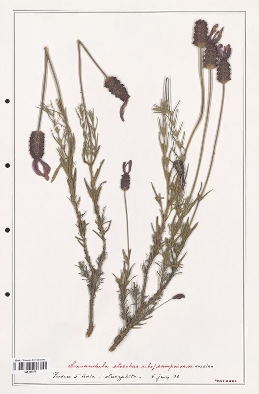 Lavandula stoechas  (Lamiaceae)