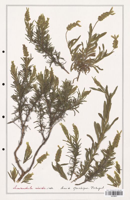 Lavandula viridis  (Lamiaceae)