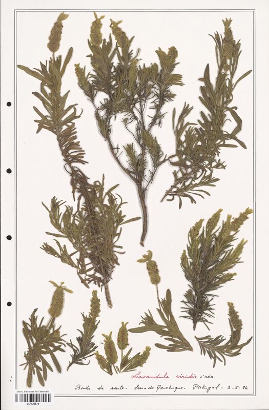 Lavandula viridis  (Lamiaceae)