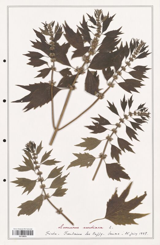 Leonurus cardiaca  (Lamiaceae)