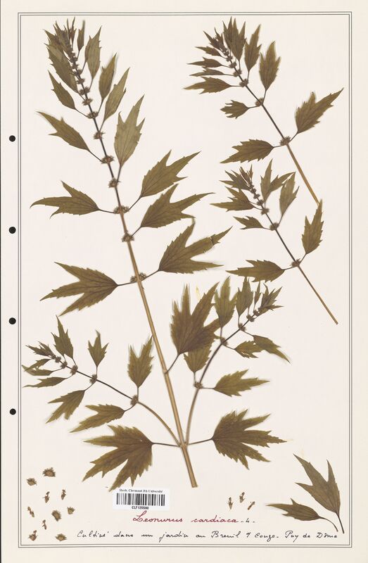 Leonurus cardiaca  (Lamiaceae)