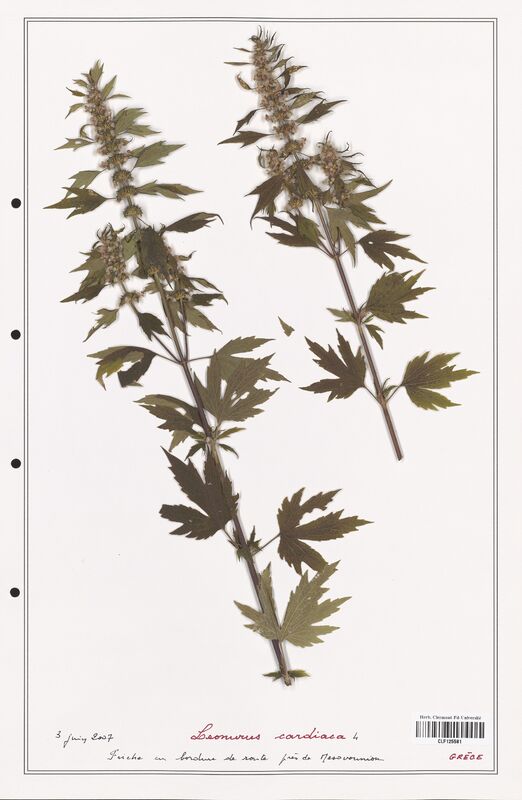 Leonurus cardiaca  (Lamiaceae)