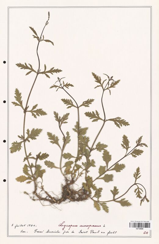 Lycopus europaeus  (Lamiaceae)