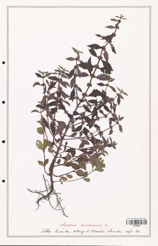 Lycopus europaeus  (Lamiaceae)