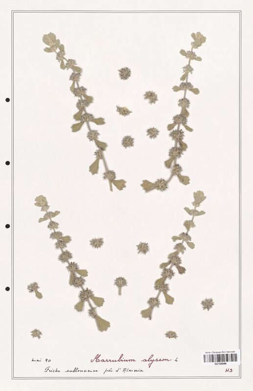 Marrubium alysson  (Lamiaceae)