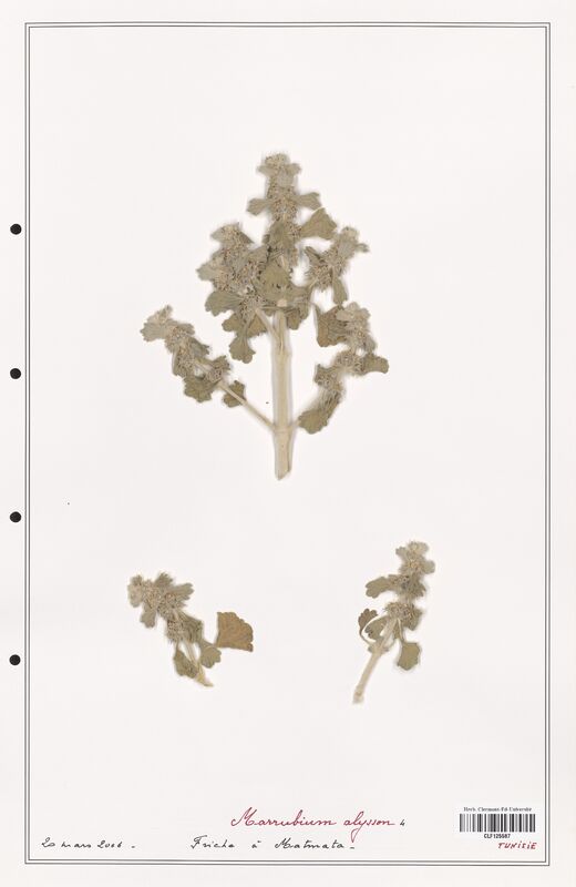 Marrubium alysson  (Lamiaceae)