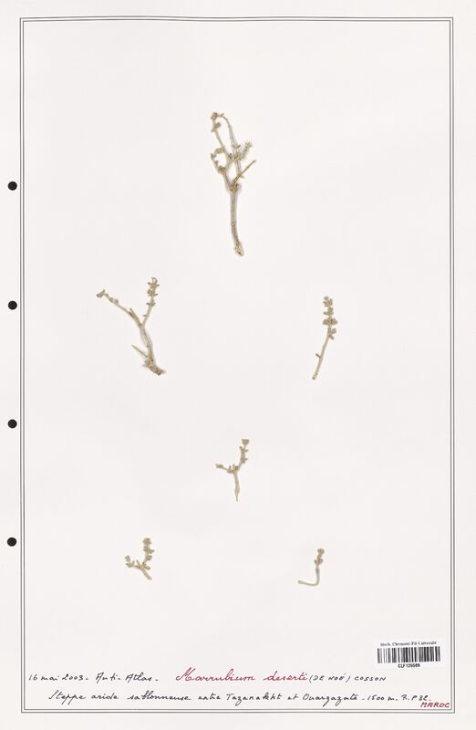 Marrubium deserti  (Lamiaceae)