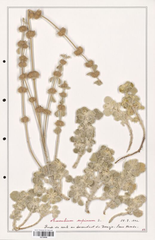 Marrubium supinum  (Lamiaceae)