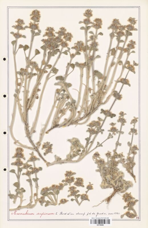 Marrubium supinum  (Lamiaceae)