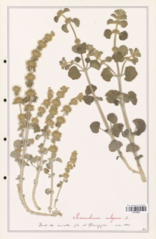 Marrubium vulgare  (Lamiaceae)