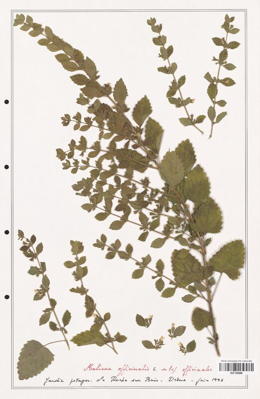 Melissa officinalis  (Lamiaceae)