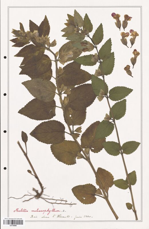 Melittis melissophillum  (Lamiaceae)