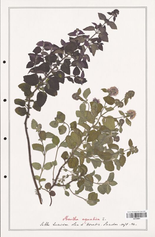 Mentha aquatica  (Lamiaceae)