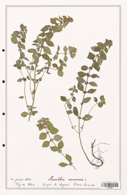 Mentha arvensis  (Lamiaceae)