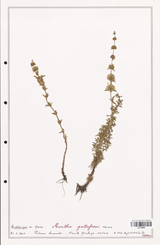 Mentha gattefossei  (Lamiaceae)