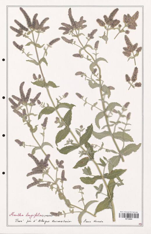 Mentha longifolia  (Lamiaceae)