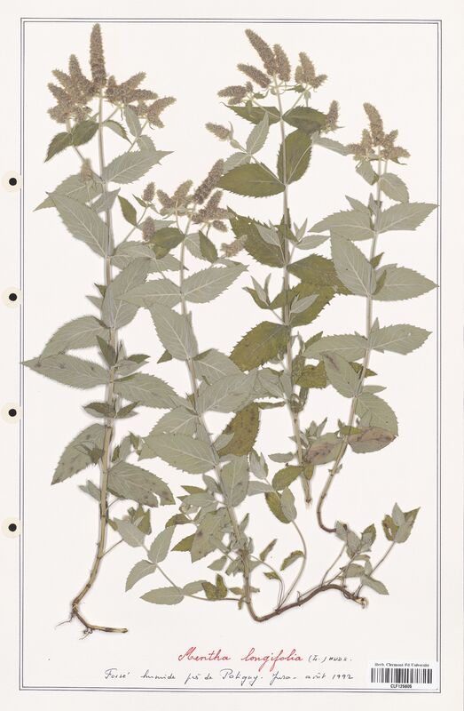 Mentha longifolia  (Lamiaceae)