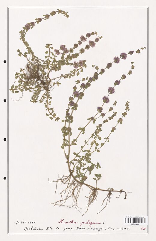 Mentha pulegium  (Lamiaceae)