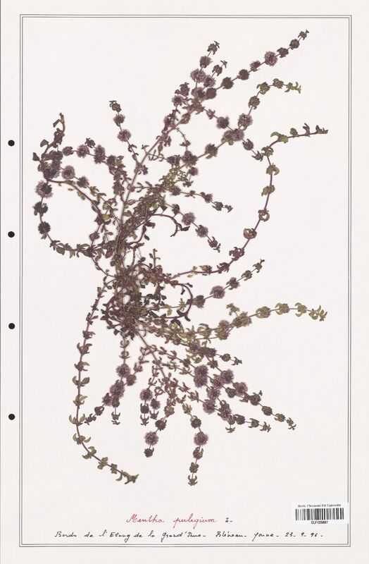 Mentha pulegium  (Lamiaceae)