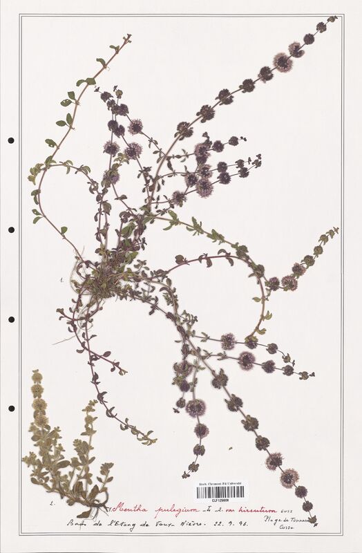 Mentha pulegium  (Lamiaceae)