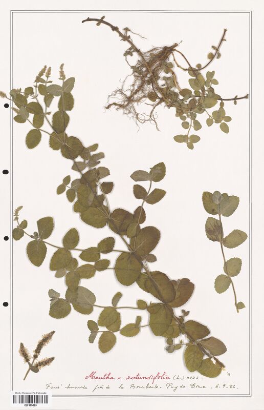 Mentha rotundifolia  (Lamiaceae)